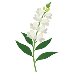 Fototapeta premium antirrhinum white flower vector illustration