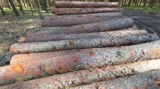 POV shot of walking and climbing over a stack of cut timber logs in a forest, showcasing rough bark texture, forestry environment and natural woodland setting in daylight