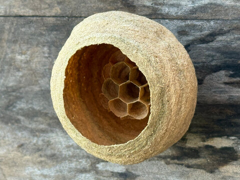 Close-up of a small yellow hornet nest (Vespa simillima) on wooden wall, looking up2.