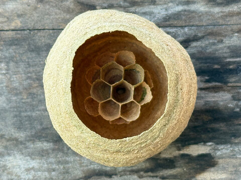 Close-up of a small yellow hornet nest (Vespa simillima) on wooden wall, looking up.
