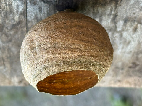 Close-up of a small yellow hornet nest (Vespa simillima) on wooden wall, side view2.