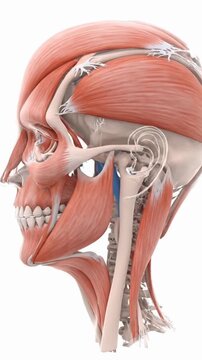 Detailed anatomical illustration of human head muscles and skull structure in profile view