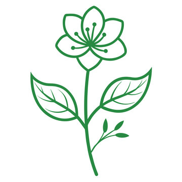 amarant grun flower line art on white background