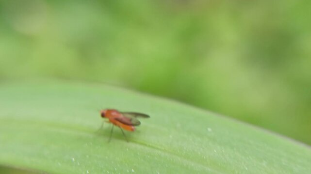 The macrofauna of the orange fruit fly (Drosophila melanogaster) on leaves is the most widely used model organism in genetics, physiology, and evolution research.