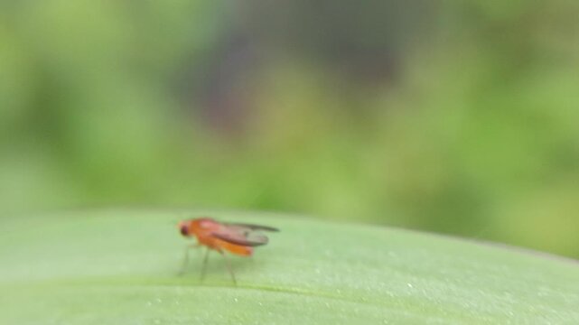 The macrofauna of the orange fruit fly (Drosophila melanogaster) on leaves is the most widely used model organism in genetics, physiology, and evolution research.