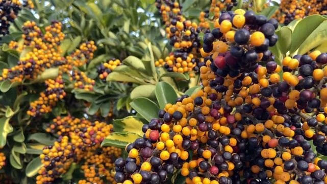 Schefflera arboricola or Dwarf schefflera flowering plant of the family Araliaceae.Hawaiian Umbrella tree with fruits,4K.