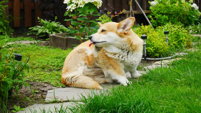 Corgi dog scratching behind ear in green garden. Pembroke welsh corgi sitting on stone path outdoor. Pet lifestyle, animal health, grooming, flea check, backyard nature scene.