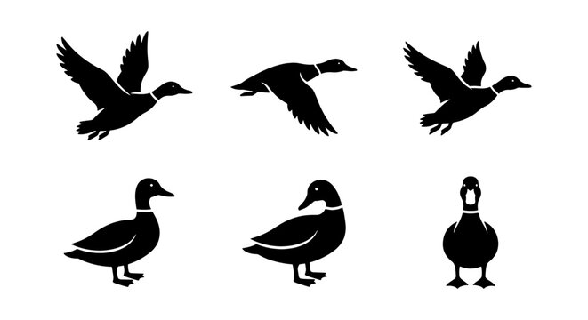 set of black vector silhouettes depicting various duck species including mallards pintails and a goose with a ring on