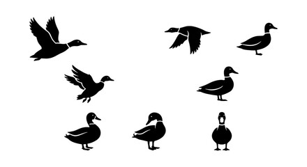 Fototapeta premium silhouette set: black birds on white background including flying and standing ducks & geese