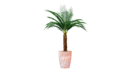 Obraz premium Green palm tree in a peach-colored pot on a transparent background, perfect for tropical designs.