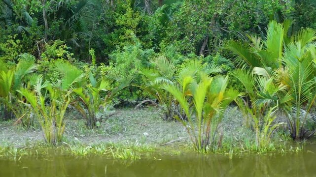 A view of the nipa palm tree mangrove forest seen from a tourist boat on the way to Char Kukri Mukri Island.