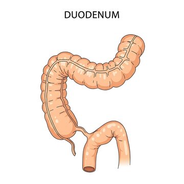 Duodenum human anatomy medical illustration.