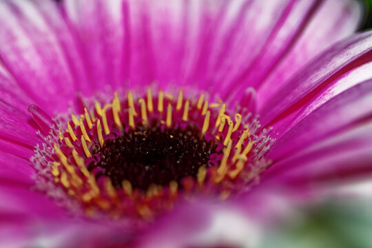 Macro of Pink Gerbera Daisy Center with Yellow Stamens