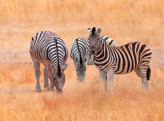 Obraz premium A group of zebras standing among the yellow grass in Etosha National Park in Namibia, in the African savannah, during a safari - Etosha National Park, Namibia