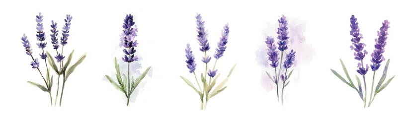 Fototapeta premium field of lavender, Simple, Beautiful lavender set painting design set. Hand-painted style, vectorized, vector set available in EPS Simple Hand-painted watercolor style. purple lavender