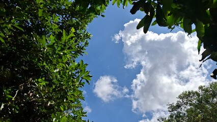Fototapeta premium Scenic upward view of bright white fluffy clouds sailing across a deep blue sky nicely framed by lush green tree foliage around the natural edges