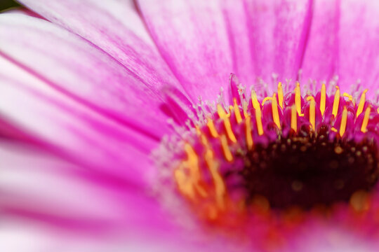 Macro of Pink Gerbera Daisy Center with Yellow Stamens