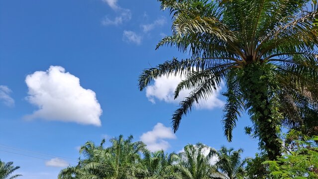 Beautiful low angle shot of tall green tropical palm tree leaves swaying next to big fluffy white cumulus clouds under a bright sunny blue sky