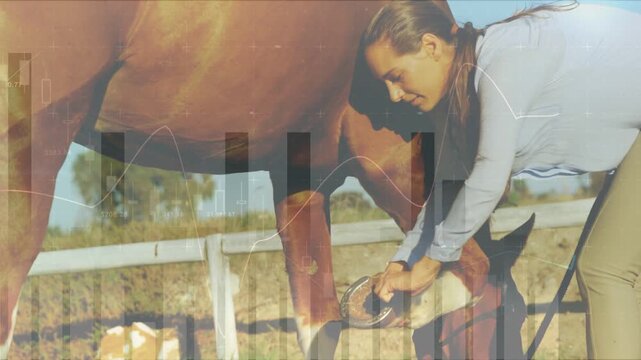 Equine groom lifting horse hind hoof, cleaning hoof with pick removing dirt while graphs overlaying