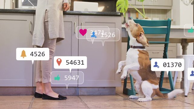 Woman lowering hand at counter dog rising for cues starting social media alerts piling around legs
