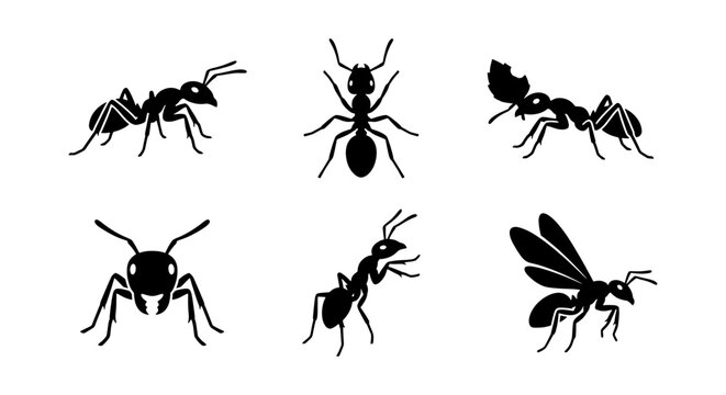 Set of Six Black Ant Icons, Insect Vector Illustrations, Small Crawling Creatures, Wildlife Graphics, Macro Photography Elements, Entomology Art