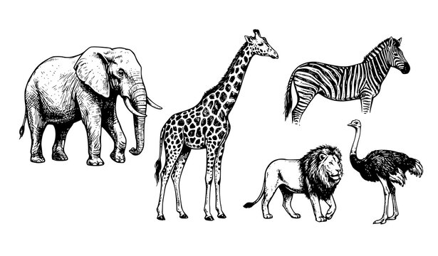 African safari animals doodle line art set elephant giraffe zebra lion ostrich vector illustration isolated on white background