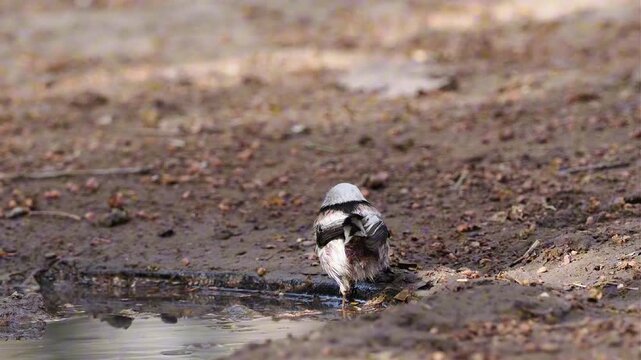 Long-tailed Tit bathing and alert in small water puddle