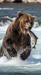 Fototapeta premium Mighty Grizzly Bear Catches Salmon in Rushing Water