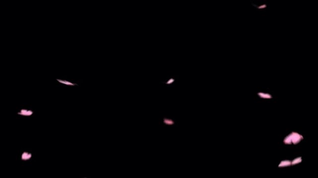 Animation pink buterfly on black background.