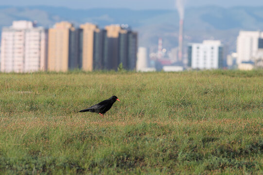 Red-billed Chough walking on the grass with city buildings in background, Mongolia