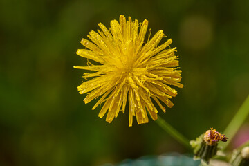 flor diente de león   © JOSE ANTONIO