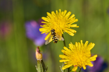 mosca cernícalo en una flor amarilla  © JOSE ANTONIO