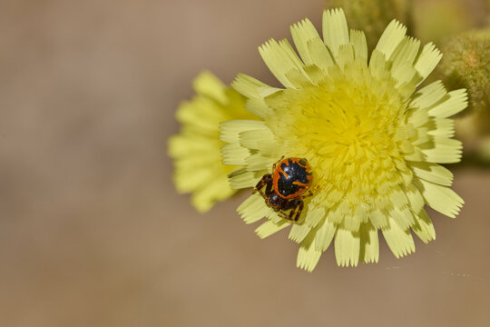 ara&ntilde;a Napole&oacute;n en una flor 