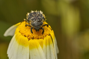 escarabajo de las flores © JOSE ANTONIO