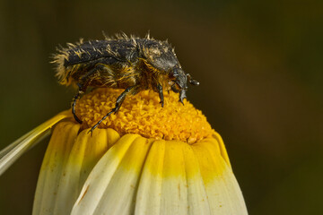 escarabajo de las flores © JOSE ANTONIO