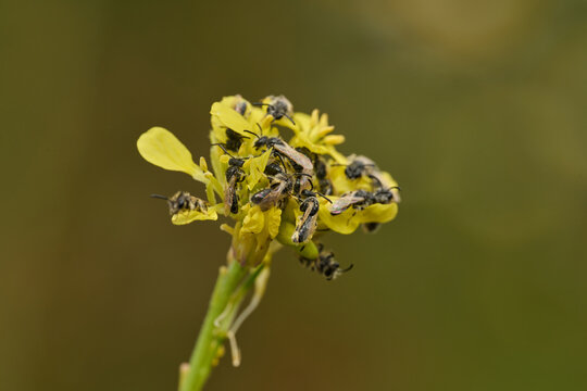 abejas mineras en grupo en una flor de margarita	