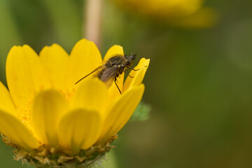 mosca de la abeja saltamontes, mosca abeja (systoechus vulgaris) © JOSE ANTONIO