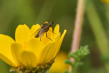 mosca de la abeja saltamontes, mosca abeja (systoechus vulgaris) © JOSE ANTONIO
