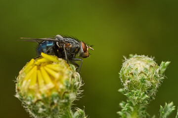 mosca común en una flor © JOSE ANTONIO