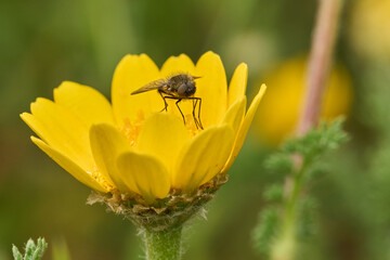 mosca de la abeja saltamontes, mosca abeja (systoechus vulgaris) © JOSE ANTONIO