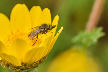 mosca de la abeja saltamontes, mosca abeja (systoechus vulgaris) © JOSE ANTONIO