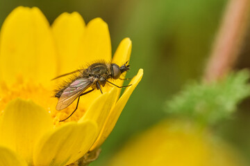 mosca de la abeja saltamontes, mosca abeja (systoechus vulgaris) © JOSE ANTONIO
