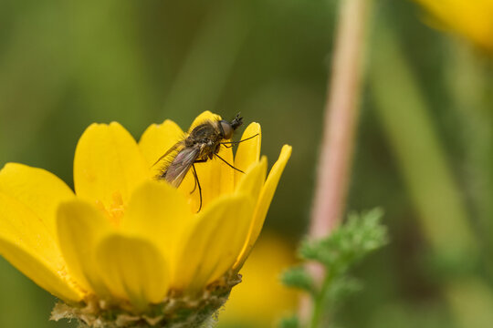 mosca de la abeja saltamontes, mosca abeja (systoechus vulgaris)