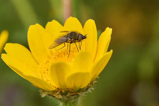 mosca de la abeja saltamontes, mosca abeja (systoechus vulgaris)