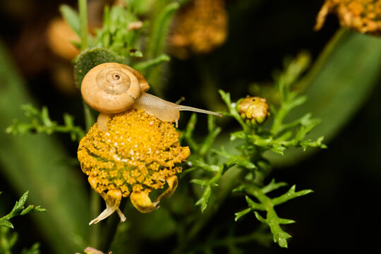 caracol sobre una flor amarilla
