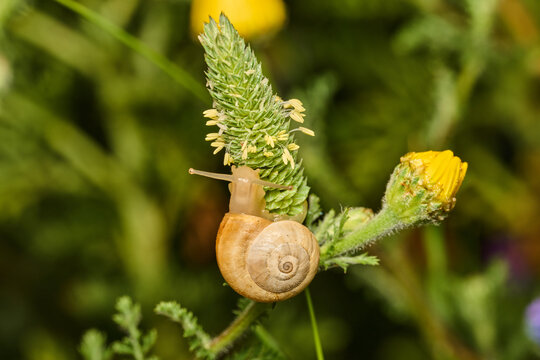 caracol reptando sobre una flor al amanecer
