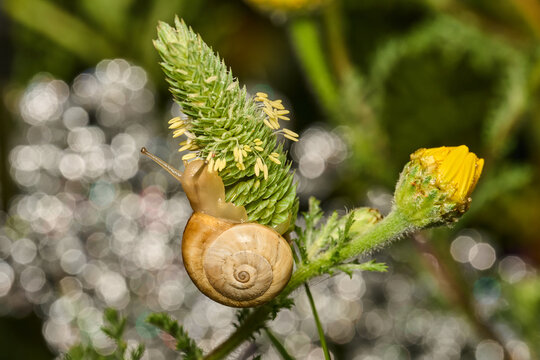 caracol reptando sobre una flor al amanecer