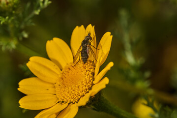 mosca de la abeja saltamontes, mosca abeja (systoechus vulgaris) © JOSE ANTONIO