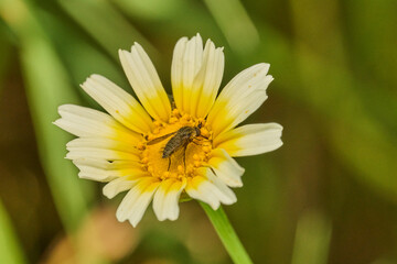 mosca de la abeja saltamontes, mosca abeja (systoechus vulgaris) © JOSE ANTONIO