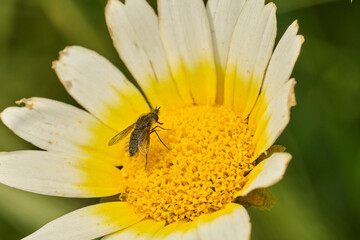 mosca de la abeja saltamontes, mosca abeja (systoechus vulgaris) © JOSE ANTONIO